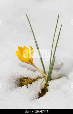 Yellos Crocus spec. Nella neve Foto Stock