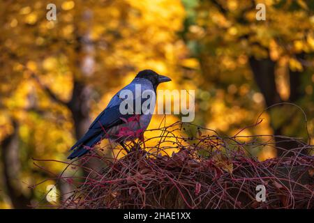 Il corvo con cappuccio (Corvus cornix) in piedi sulle viti contro il fogliame autunnale brillante, uccello eurasiatico nel genere Corvus, famiglia: Corvidae. Foto Stock