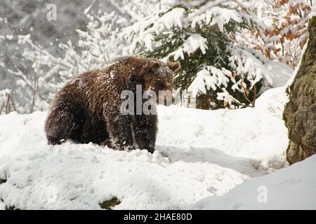 Orso bruno - Ursus arctos è grande orso trovato attraverso l'Eurasia e l'America del Nord, in America sono chiamati orsi grizzly, in Alaska è conosciuto come il Kodiak Foto Stock