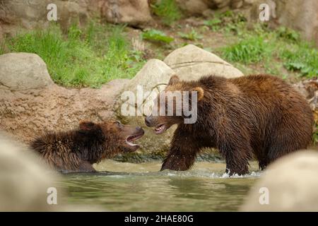 Orso bruno - Ursus arctos è grande orso trovato attraverso l'Eurasia e l'America del Nord, in America sono chiamati orsi grizzly, in Alaska è conosciuto come il Kodiak Foto Stock