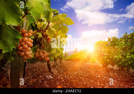 Verdi filari di vite con grappoli di uva paesaggio di montagna Foto Stock