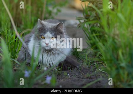 Gatto che giace attraverso un cerotto di fiori. Il gatto è sdraiato in giardino. Gatto piuttosto felice che giace su uno sfondo di piante Foto Stock