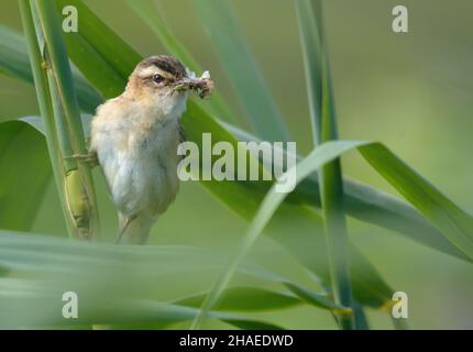 Sedge Warbler (Acrocephalus schoenobaenus) arroccato su un fusto di merletto di canna con cibo per insetti in becco per nidifiche Foto Stock