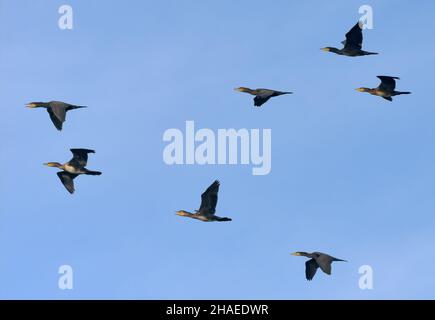 Grande gregge di grandi cormorani (carbo Phalacrocorax) che volano insieme nel cielo blu Foto Stock