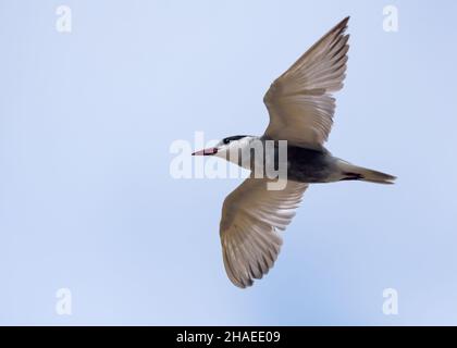 La terna con whiskered (Chlidonias hybrid) si libra nel cielo bianco chiaro alla ricerca di cibo con ampie ali spalancate Foto Stock