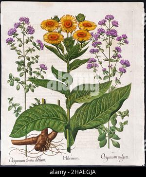 Origano, Sneezeweed; Origanum, Elienium – Arte di Basilius Besler (1561–1629) Foto Stock