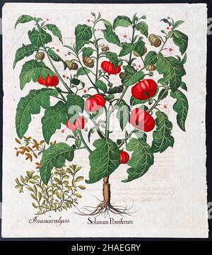 Pomodoro; Amaracus vulgaris, Solanum Pomiferum – Arte di Basilius Besler (1561–1629) Foto Stock