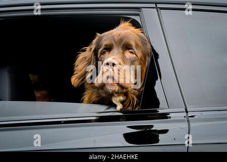 Irish Setter cross razza cane in finestra auto Foto Stock