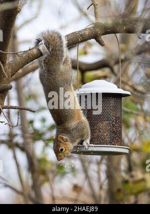 Scoiattolo grigio Sciurus carolinensis mangiare seme da un alimentatore di uccelli in giardino, Galles, Regno Unito Foto Stock