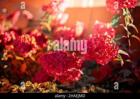 Ortangea rosa alla luce del sole. Moderna testa di fiori a forma di cono Hydrangea paniculata Foto Stock