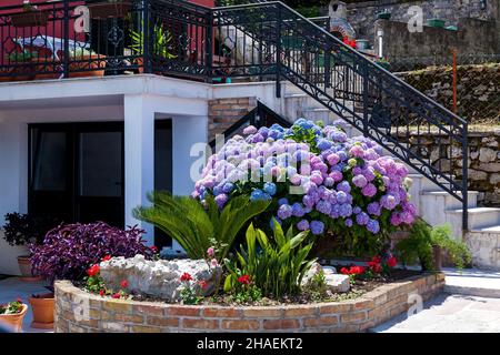 Grande cespuglio di fiori multicolore hydrangea nel giardino, Città Vecchia di Montenegro Foto Stock