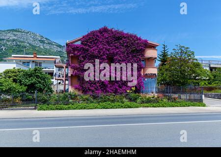 Bella fiori piante Bougainvillea intrecciata casa in Montenegro Foto Stock