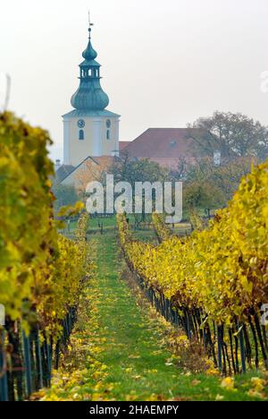 Vista della chiesa in vigna autunnale Foto Stock