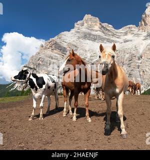 Mucche e cavalli sotto il Monte Pelmo nelle Dolomiti italiane Foto Stock