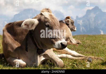 Testa di mucca bruna (bos primigenius taurus) con campanaria sotto Monte Pelmo, Italia Foto Stock