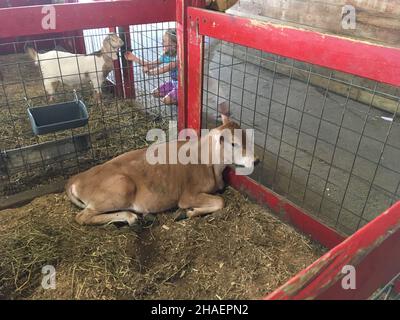 Un primo piano di una Baby Cow seduta all'interno di una recinzione aperta in metallo in uno zoo Foto Stock