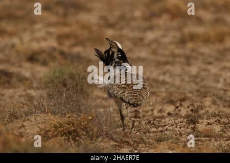 Sulle pianure di Lanzarote potete trovare il bousard di Houbara, il curlew di pietra e il courser color crema, un viaggio grande fuori legalmente rimanendo sulle piste. Foto Stock