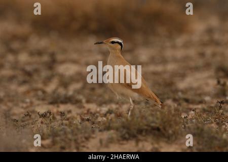 I courser color crema sono superbamente camuffati nei deserti semi aridi e nelle pianure di Lanzarote. Rimangono come feste di famiglia post fugging. Foto Stock