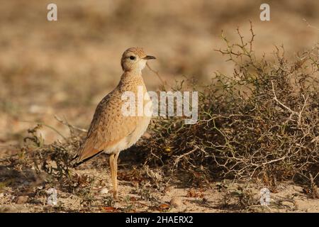 I courser color crema sono superbamente camuffati nei deserti semi aridi e nelle pianure di Lanzarote. Rimangono come feste di famiglia post fugging. Foto Stock