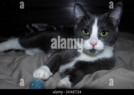 Gattino grigio e bianco con occhi verdi luminosi e naso rosa che si posa sul letto guardando la macchina fotografica con palla a zampa Foto Stock