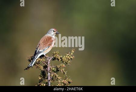 Linnet, Linaria cannabina, maschio seduto in cima all'albero di Juniper, sfondo verde Foto Stock