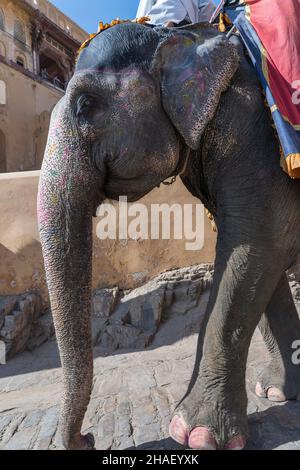 Gli elefanti decorati cavalcano i turisti sulla strada sul Forte Amber nella vecchia città di Jaipur, Rajasthan, India Foto Stock