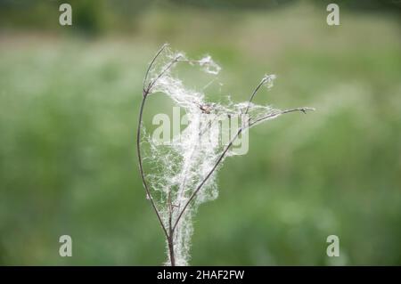 fiori selvatici secchi con ciottoli su sfondo di prato verde Foto Stock