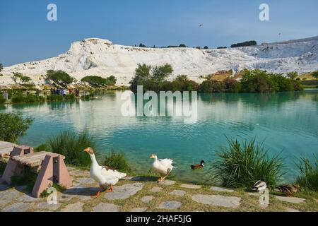 Il piccolo lago di Pamukkale sulla Turchia Foto Stock