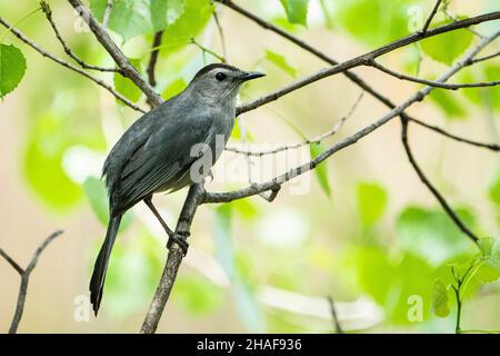 Bellissimo catbird grigio arroccato su un ramo nei cespugli Foto Stock