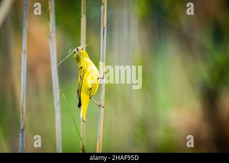 Orditoio giallo che raccoglie il materiale del nido durante la primavera. Foto Stock