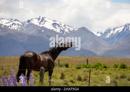 Cavallo sorridente in montagna Foto Stock