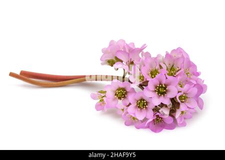 Bergenia crassifolia fiori isolati su sfondo bianco Foto Stock