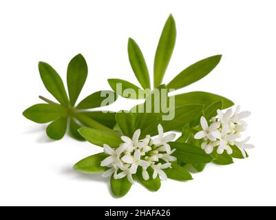 Fiori di legno dolce isolati su sfondo bianco Foto Stock