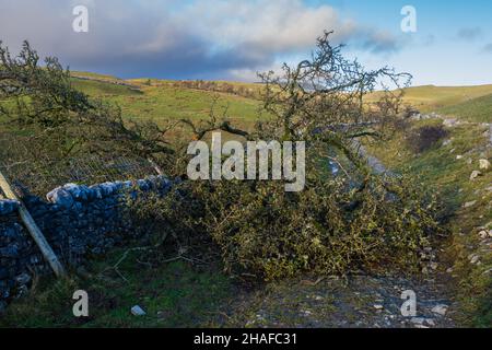 Albero caduto su Long Lane sopra Clapham in Yorkshire Dales Foto Stock