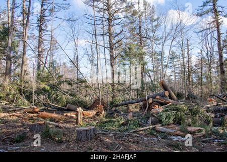 Tempesta danni e distruzione di una foresta in Speculator, NY USA da venti alti o un tornado in inizio inverno Foto Stock