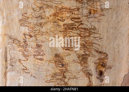 Marcature sulla corteccia di un albero di Scribbly Gum australiano causato dalle larve della Scribbly Gum Moth Foto Stock