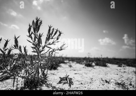 Bractless Stickleaf pianta in sabbia asciutta terra adiacente al Monument Rocks in Kansas Foto Stock