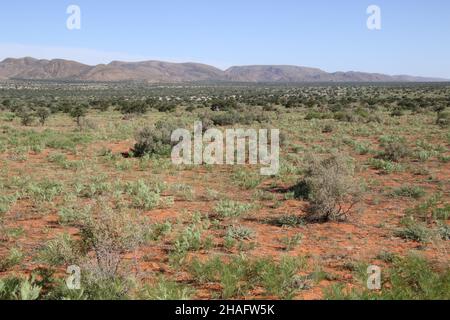 Kalahari, Sudafrica. 05th Dic 2021. Costituito da deserto e savana, il Kalahari, che si estende attraverso la Namibia, il Sudafrica e il Botswana per circa un milione di chilometri quadrati, è già considerato un punto di riferimento per il cambiamento climatico. Gli scienziati stanno ricercando che cosa l'aumento di temperatura nel Kalahari significa per gli animali e le piante - e che cosa il mondo può imparare da esso. (Al dpa 'Kalahari dell'Africa: Una finestra nel futuro del cambiamento climatico') Credit: Kristin Palitza/dpa/Alamy Live News Foto Stock