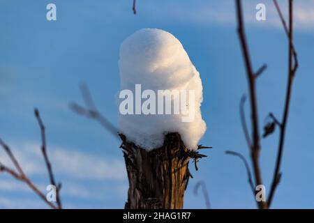 Un grande strato di neve caduta su un piccolo moncone Foto Stock