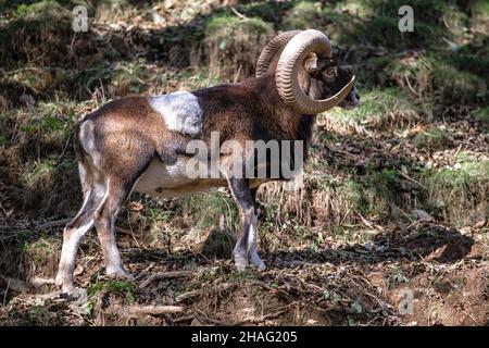 Capra selvaggia maschio adulto con corna grandi su un ritratto di montagna Foto Stock