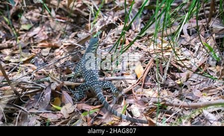 Sabbia Goanna - Varanus gouldii Foto Stock