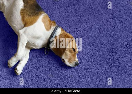 Beagle cane dormire su molto peri tappeto pavimento luce naturale Foto Stock