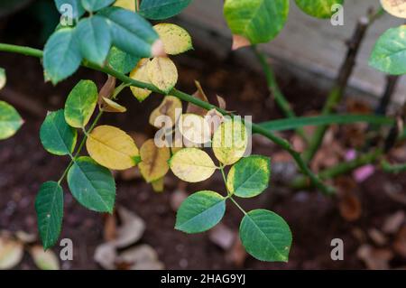 Rose di fungo di ruggine su una foglia. Questa malattia è causata dalla ruggine fungo Phragmidium sp. Foto Stock