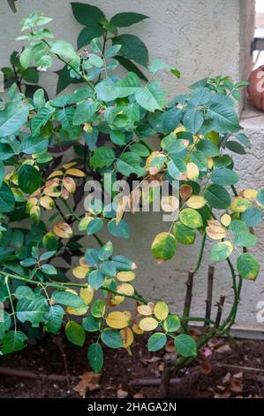 Rose di fungo di ruggine su una foglia. Questa malattia è causata dalla ruggine fungo Phragmidium sp. Foto Stock