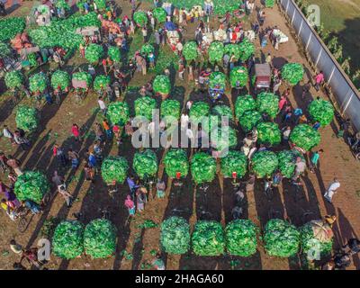 Bogura, Rajshahi, Bangladesh. 13th Dic 2021. Il cavolo impiega circa due mesi e mezzo per crescere alla loro dimensione piena prima che siano raccolti e venduti a questo più grande mercato all'ingrosso situato nella regione settentrionale di Bogura, Bangladesh. (Credit Image: © Mustasinur Rahman Alvi/ZUMA Press Wire) Credit: ZUMA Press, Inc./Alamy Live News Foto Stock