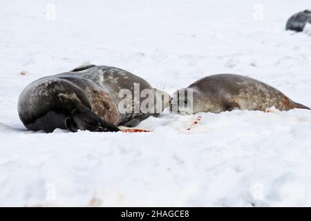 Weddell Seals (Leptonychotes weddellii). Madre e cucino giacenti sul ghiaccio marino. Le guarnizioni Weddell nascono da sole. Hanno capelli morbidi fini (lanugo) che si gira Foto Stock