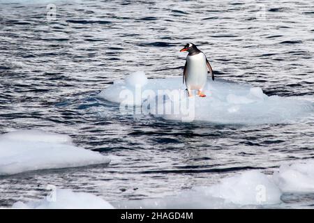 Pinguini Gentoo (Pygoscelis papua) sull'isola di Danco o Isla Dedo un'isola al largo dell'Antartide, lunga 1 miglia nautiche (2 km) che giacciono nella parte meridionale di Er Foto Stock