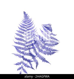 Ombra foglia Fern su sfondo bianco. Tonalità di colore. Foto Stock