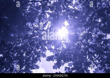 Sfondo naturale da foglie di quercia con raggi solari che brillano attraverso di esso, viola tonificato Foto Stock