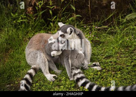 Lemuri con coda ad anello, Lemur catta, al Chester Zoo Foto Stock